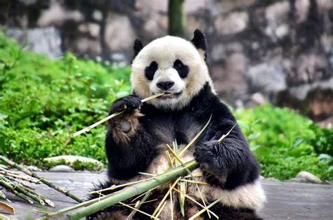 are panda bears from china